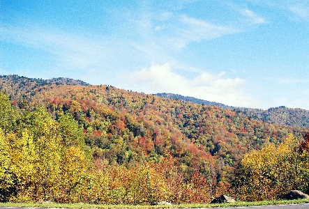 [Hillside with fall foilage and some bare trees.]